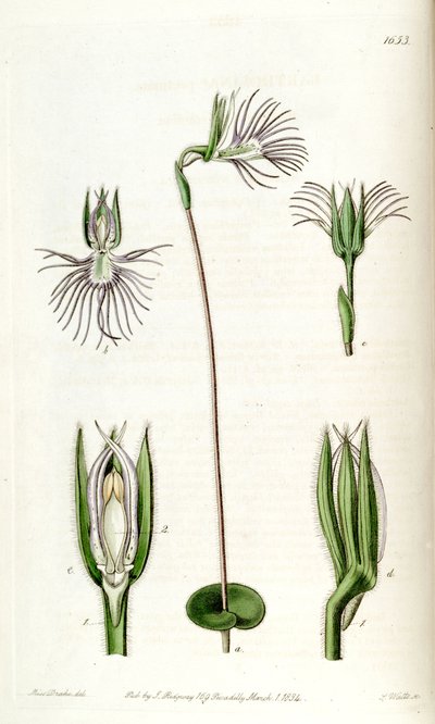 Bartholina burmanniana by Miss Drake